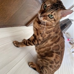 ベンガル