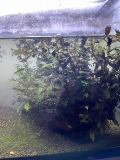 ブセファンドラ　流木活着