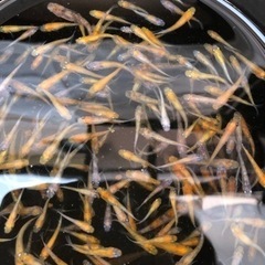 改良メダカ色々ミックス15匹1000円