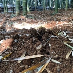 岡崎ふぁーむ　2023 たけのこ掘り体験
