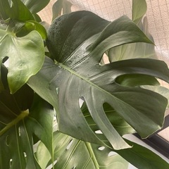 モンステラ  観葉植物の画像