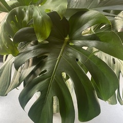モンステラ  観葉植物の画像