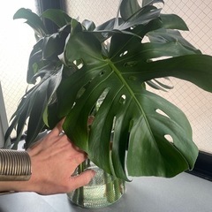 モンステラ  観葉植物の画像
