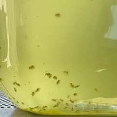 オオミジンコ・タマミジンコ種水