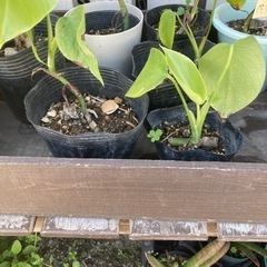 モンステラ　　　観葉植物　　苗　の画像