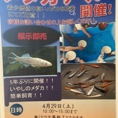 🐟メダカすくいを開催します！！希少なメダカの販売も！