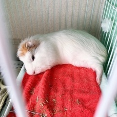 お話中！モルモット 二匹 メス