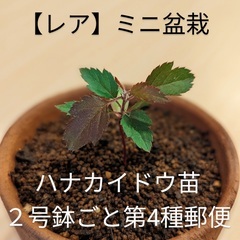 ハナカイドウ苗木【レアミニ盆栽】花海棠