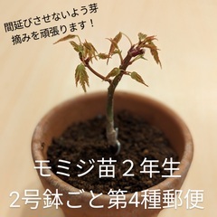 モミジ苗木【ミニ盆栽】PACK苗 紅葉