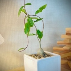 珍奇植物！独特のフォルムが可愛いすぎる！フォッケアエデュリス　スクエア鉢付き！火星人のような塊根植物の画像
