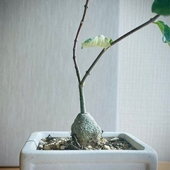 珍奇植物！独特のフォルムが可愛いすぎる！フォッケアエデュリス　スクエア鉢付き！火星人のような塊根植物の画像