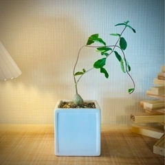 珍奇植物！独特のフォルムが可愛いすぎる！フォッケアエデュリス　スクエア鉢付き！火星人のような塊根植物の画像