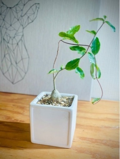 珍奇植物！独特のフォルムが可愛いすぎる！フォッケアエデュリス　スクエア鉢付き！火星人のような塊根植物