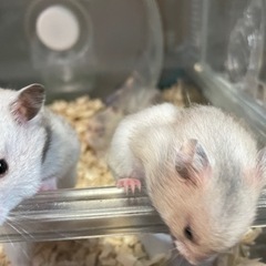 ※出来るだけ早めにお迎えできる方 お願いします🙏