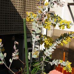 観葉植物【ミモザ鉢 パールアカシア】樹高１３５センチ 