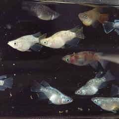 PSB🐟メダカや金魚に°･🐠（イベ告知🐜）