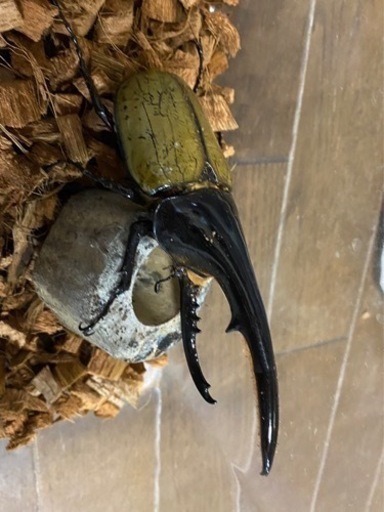 ヘラクレスオオカブト　ペア