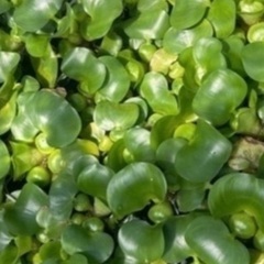 🐸🍃ホテイアオイ❣️日曜日限定❣️)