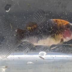 【金魚】寿恵廣錦（スエヒロニシキ）約10cm