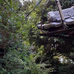 🛑1本からでも木伐ります🛑剪定  根抜き  整地 空き家の庭木管理