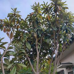 【無料】【横浜自宅引取限定】【DIY取り放題】庭の植木全部と芝生 高さ1m以下 イヌツゲ、ツツジ 2m クチナシ ツバキ 【最後の2日間、3/31まで】※プロフ必読！！ ②の画像