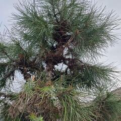 【無料】【横浜自宅引取限定】【DIY取り放題】庭の植木全部と芝生 高さ1m以下 イヌツゲ、ツツジ 2m クチナシ ツバキ 【最後の2日間、3/31まで】※プロフ必読！！ ②の画像