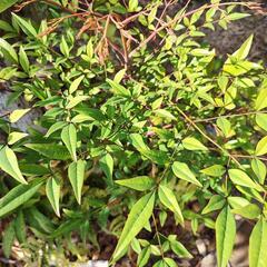 【無料】【横浜自宅引取限定】【DIY取り放題】庭の植木全部と芝生 高さ1m以下 イヌツゲ、ツツジ 2m クチナシ ツバキ 【最後の2日間、3/31まで】※プロフ必読！！ ②の画像