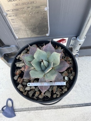 アガベ　吉祥天　パリー　熊本