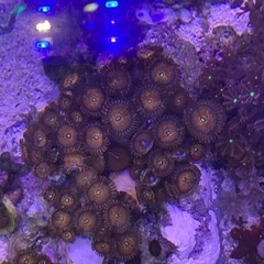ライブロック　マメスナ　アガベスの画像