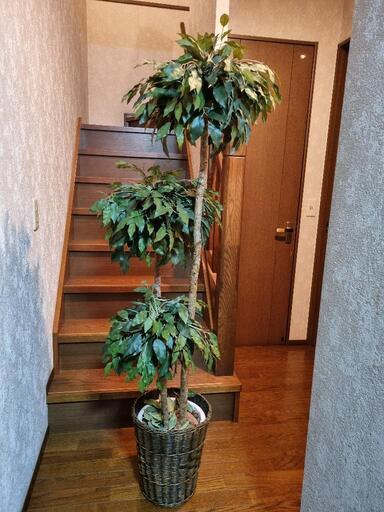 インテリアグリーン　人工観葉植物