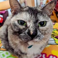 猫探してます。 - 教えて