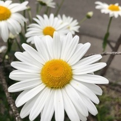 写真 - その他