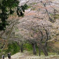4/9(日)高尾山・一丁平千本桜
