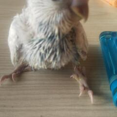 セキセイインコの里親様募集