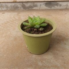《商談中です》多肉植物－ハオルチア①