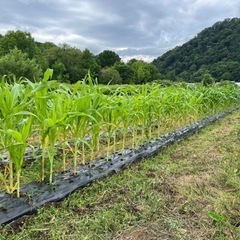 ☆未経験OK☆週2回からOK！カット野菜袋詰めの簡単作業＆社用車での送迎の画像