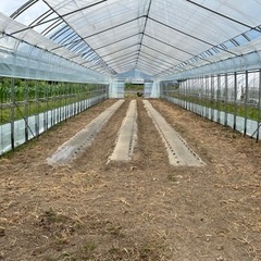 ☆未経験OK☆週2回からOK！カット野菜袋詰めの簡単作業＆社用車での送迎の画像