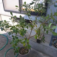 木
