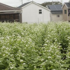 そば栽培のアドバイスできます！ - 教えたい