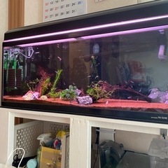 水槽と熱帯魚　