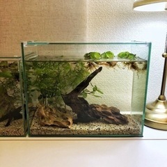 アクアリウム　ガラス水槽一式　スリムタイプ