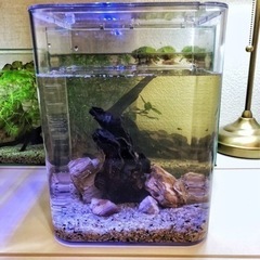 アクアリウム　アクリル水槽一式　小型
