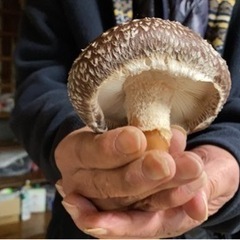 椎茸栽培体験＆滝見学＆キャンプがたったの2,000円　