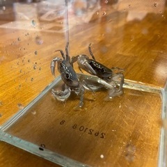 サワガニ2匹