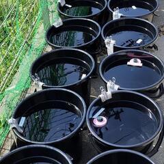 メダカバケツ売り