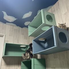 ネコたちのブラッシングボランティアを募集します＾＾ - 堺市