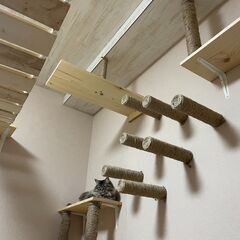 ネコたちのブラッシングボランティアを募集します＾＾ - 手伝って/助けて
