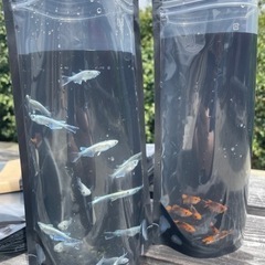 めだか好きさん必見👀