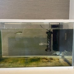 【交渉中】ミドリフグ　水槽等一式　引き取り4/10以降可の画像