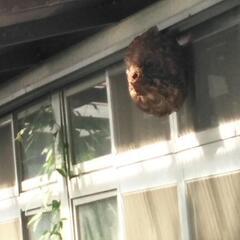 蜂の巣をお安く駆除させていただきます - 害虫/害獣駆除